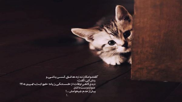 ای سرو خوش بالای من ای دلبر رعنای من صدای زن